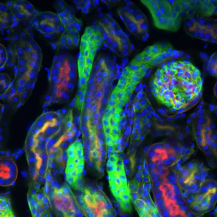 4’,6-Diamidino-2-phenylindole dihydrochloride (DAPI) - 50mg