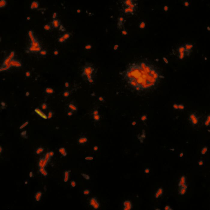 Acridine orange, C.I. 46005 (min. 95%) - 1g